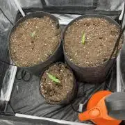 Stromboli auto paradise seeds