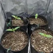 Preparing for the competition.