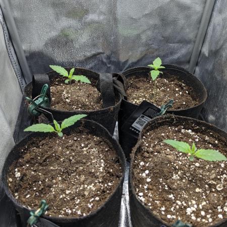 Preparing for the competition.