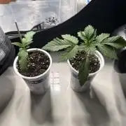 CBD - Grepfruit