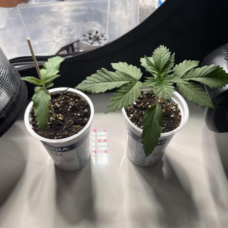 CBD - Grepfruit