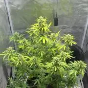 FastBuds Mixed-pack