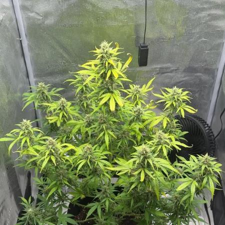 FastBuds Mixed-pack