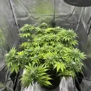 CBD - Grepfruit