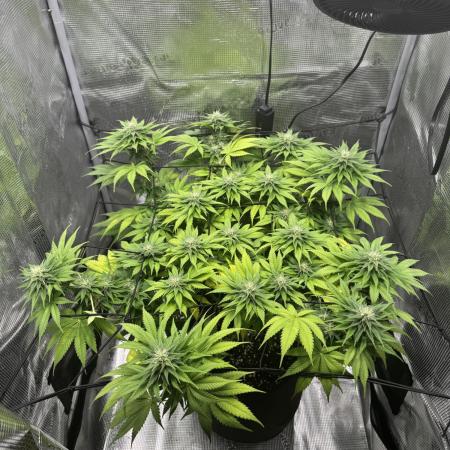CBD - Grepfruit