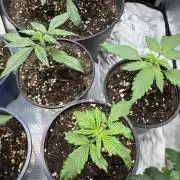 #2 FastBuds mixed pack
