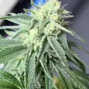 Surf wax