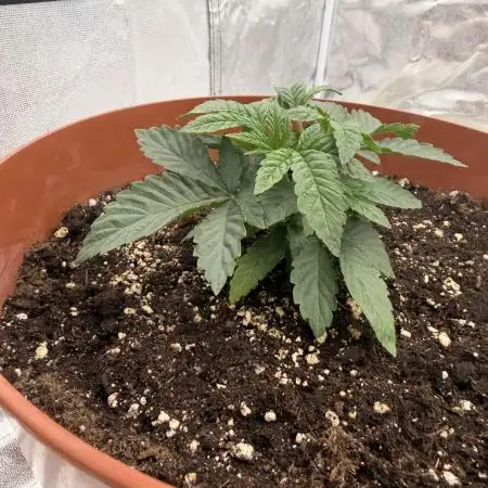 Insane OG first time ever growing