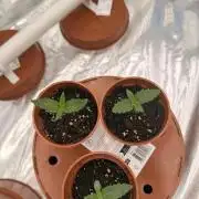 Insane OG first time ever growing