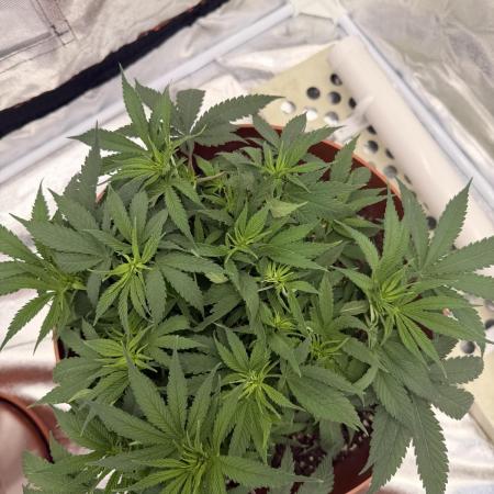 Insane OG first time ever growing