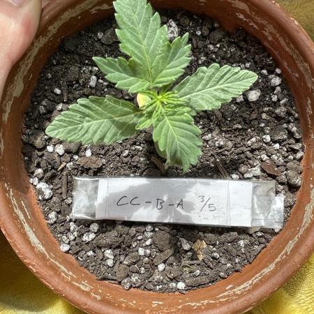 My first full grow! Cowboy Cookies 🤠