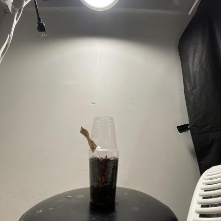 Black Cherry Soda & Destination Wedding