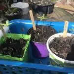 2020 Alien Garden Grow