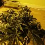 Purple haze auto 