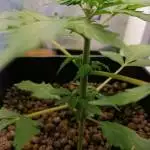 Quick One Auto [#1 strain]