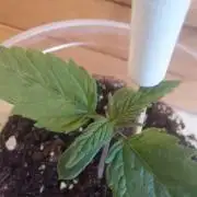 Random grow