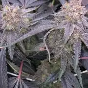 3Pound harvest purple sunset rbx2