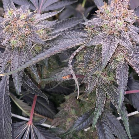 3Pound harvest purple sunset rbx2