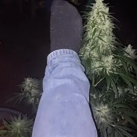 GreenCrackAuto