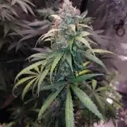 WeddingCakeAuto