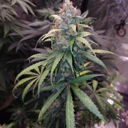 WeddingCakeAuto