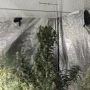 Monster Cropping / F-king Faustus