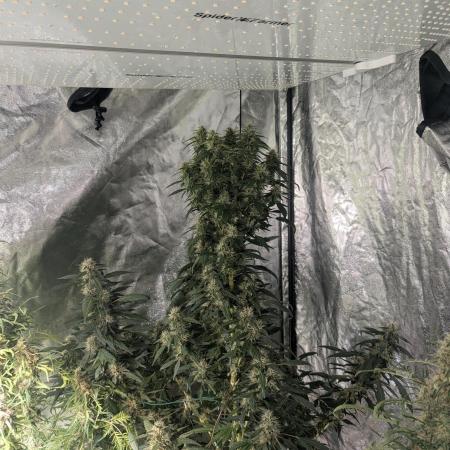 Monster Cropping / F-king Faustus
