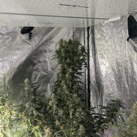 Monster Cropping / F-king Faustus