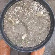 Rettungsaktion Gratissteckis 5Monate