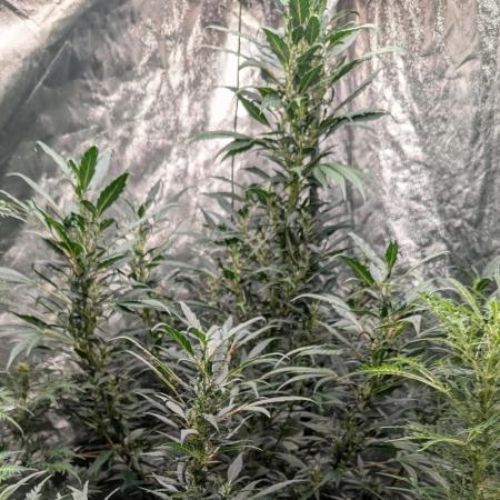 Monster Cropping / F-king Faustus