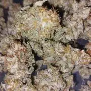 GorillaMelon