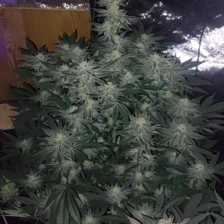 GorillaMelon