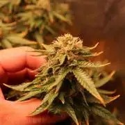 Maliboo Skunk CBD round 2
