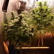 Maliboo Skunk CBD round 2