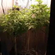 Maliboo Skunk CBD round 2