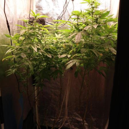 Maliboo Skunk CBD round 2