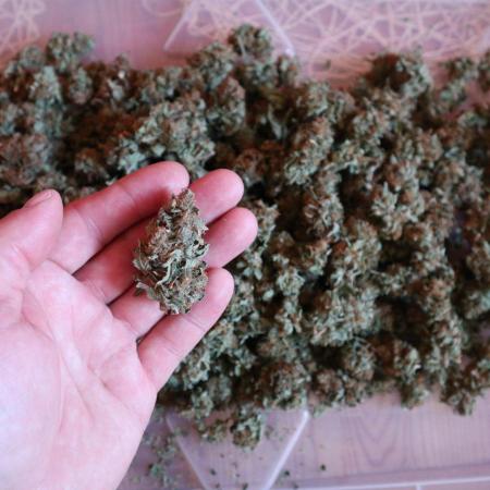 Maliboo Skunk CBD round 2
