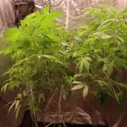 Maliboo Skunk CBD round 2