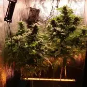 Maliboo Skunk CBD round 2
