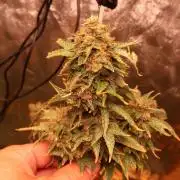 Maliboo Skunk CBD round 2