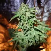 Maliboo Skunk CBD round 2