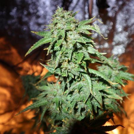 Maliboo Skunk CBD round 2