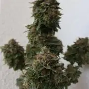 Maliboo Skunk CBD round 2