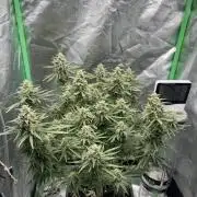 Brain Swirl Genetics Fem