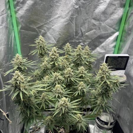 Brain Swirl Genetics Fem
