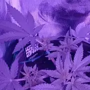 MASS-GROW413