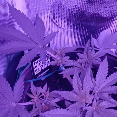 MASS-GROW413