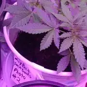 MASS-GROW413