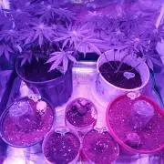 12/12 from seed grow