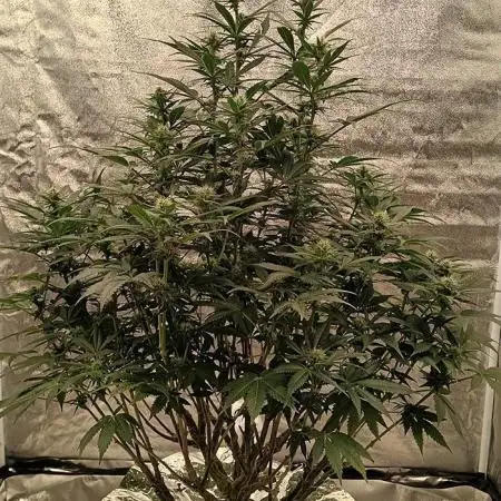 Original Oreoz - Growers Choice